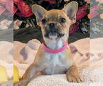 Small French Bulldog