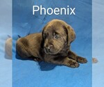 Puppy Phoenix Labrador Retriever