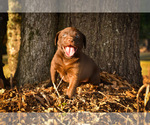 Small Photo #5 Labrador Retriever Puppy For Sale in MONROE, GA, USA