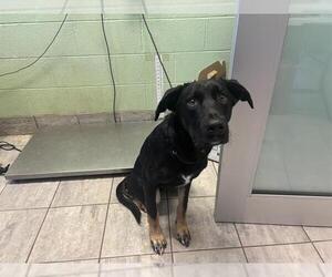 Siberian Husky-Unknown Mix Dogs for adoption in Grand Prairie, TX, USA