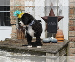 Small Photo #8 Bernedoodle Puppy For Sale in DUNDEE, OH, USA