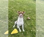 Small #1 American Bulldog Mix