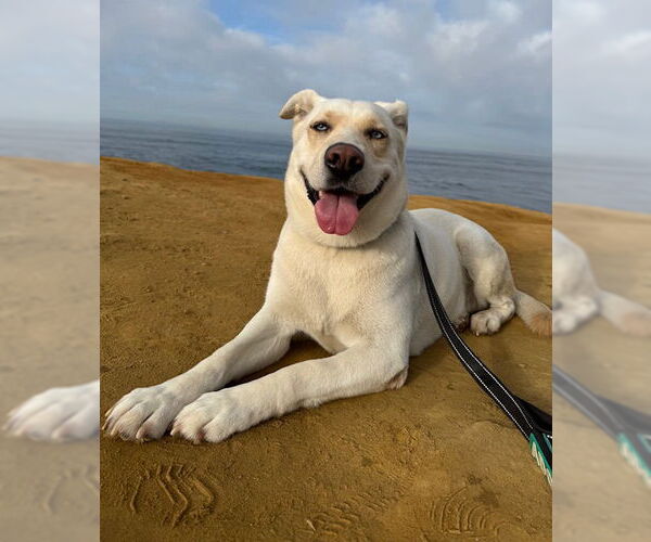 Medium Photo #2 Labsky Puppy For Sale in San Diego, CA, USA