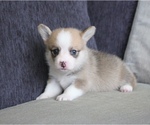 Small Photo #3 Pembroke Welsh Corgi Puppy For Sale in SEATTLE, WA, USA