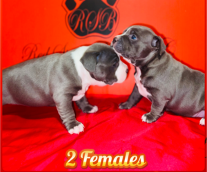 American Bully Puppy for sale in TRENTON, NJ, USA