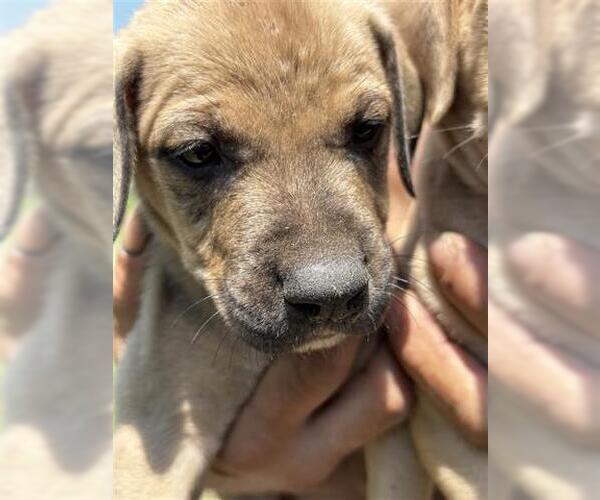 Medium Photo #1 American Pit Bull Terrier-German Shepherd Dog Mix Puppy For Sale in Houston, TX, USA