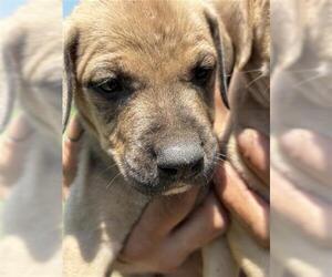 American Pit Bull Terrier-German Shepherd Dog Mix Dogs for adoption in Houston, TX, USA