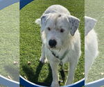 Small #1 Parson Russell Terrier