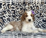 Small #2 Goldendoodle