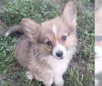 Small #1 Pembroke Welsh Corgi