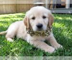 Small #1 Golden Retriever