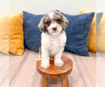 Puppy Miles Cavapoo (Miniature)