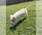 Small #2 Jack Russell Terrier Mix