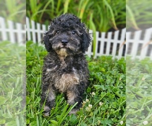 Poodle (Miniature) Puppy for Sale in INDIANAPOLIS, Indiana USA