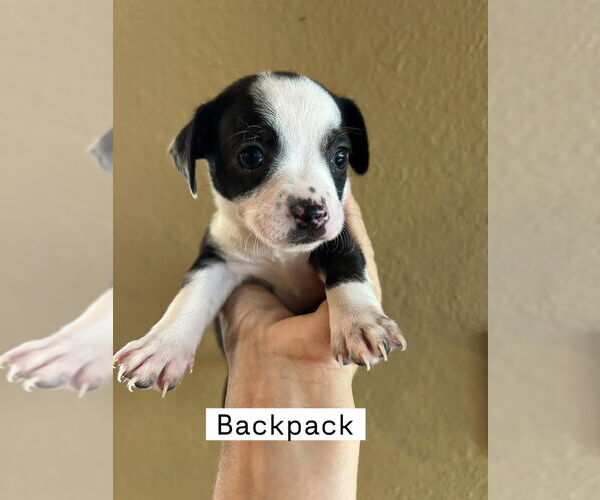 Medium Photo #1 Chiweenie Puppy For Sale in San Diego , CA, USA
