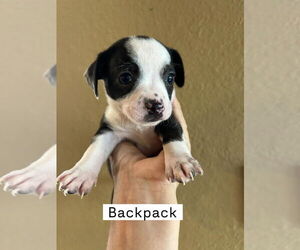 Chiweenie Dogs for adoption in San Diego , CA, USA