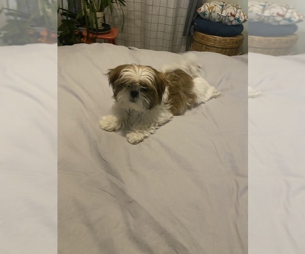 Medium Photo #2 Shih Tzu Puppy For Sale in KETTLE FALLS, WA, USA