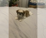 Small #1 Shih Tzu