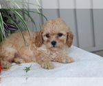 Small Photo #2 Cavapoo Puppy For Sale in SHILOH, OH, USA