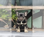 Small #5 French Bulldog
