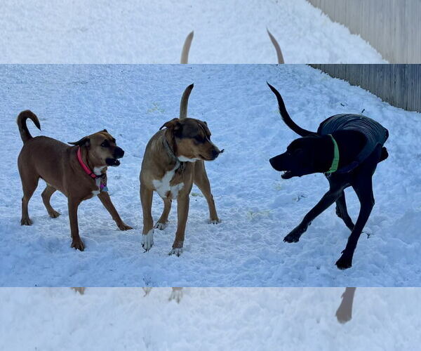 Medium Photo #9 Labrador Retriever-Unknown Mix Puppy For Sale in Woodbury, NY, USA