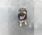 Small #1 German Shepherd Dog Mix