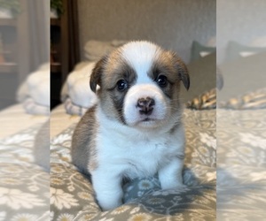 Medium Pembroke Welsh Corgi