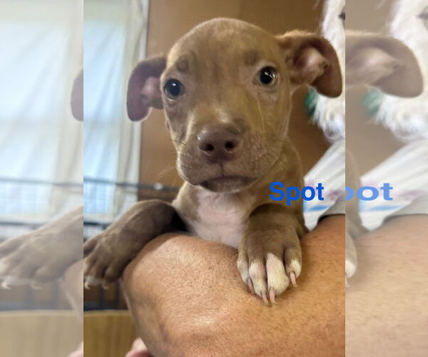Medium Photo #1 Vizsla-Weimaraner Mix Puppy For Sale in Jackson Township, NJ, USA
