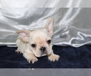French Bulldog Puppy for sale in CODORA, CA, USA