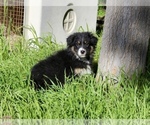 Small Photo #24 Australian Shepherd Puppy For Sale in ACTON, CA, USA