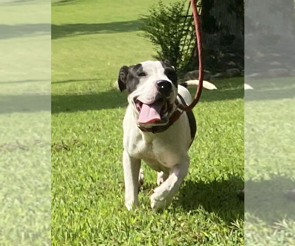 Medium Photo #4 Bullboxer Pit Puppy For Sale in Sparta, TN, USA