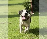 Small #3 Bullboxer Pit