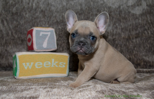 Medium Photo #1 French Bulldog Puppy For Sale in EVERETT, WA, USA