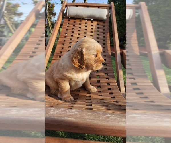 Medium Photo #4 Golden Retriever Puppy For Sale in VANCOUVER, WA, USA