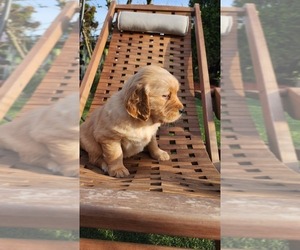 Medium Golden Retriever