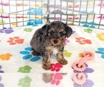 Rocky - Male Yorkipoo Puppy for Sale - Photo #2