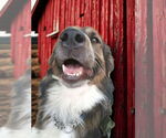 Small #6 Australian Shepherd Mix