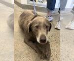 Small Labrador Retriever