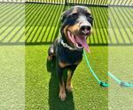 Small #1 Rottweiler Mix