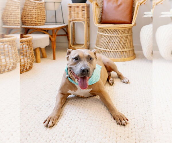 Medium Photo #5 Mutt Puppy For Sale in Philadelphia, PA, USA