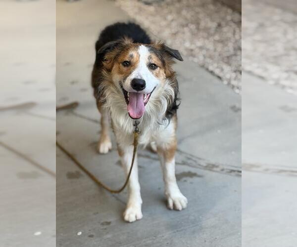 Medium Photo #1 Border Collie Puppy For Sale in Santa Maria, CA, USA