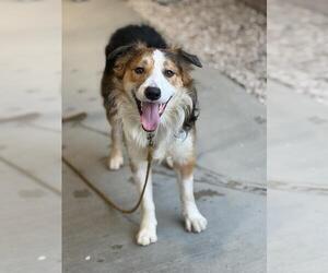 Border Collie Dogs for adoption in Santa Maria, CA, USA