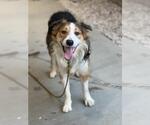 COLT - Male Border Collie Dog for Adoption - Small photo