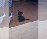 Small #1 ShiChi