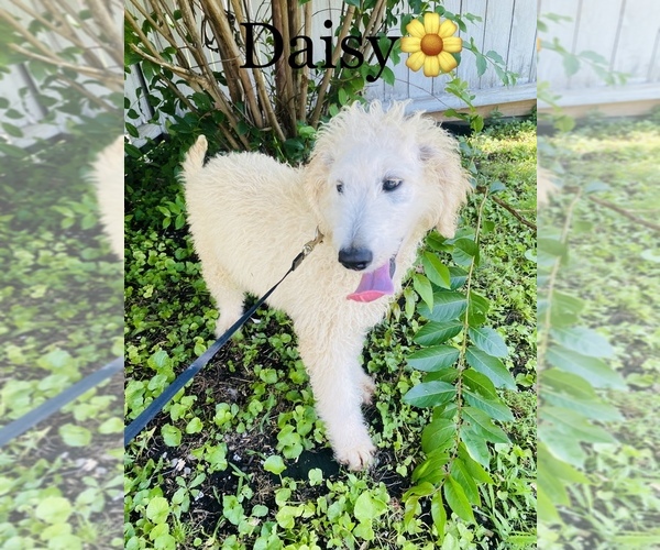Medium Photo #3 Labradoodle-Poodle (Miniature) Mix Puppy For Sale in COOKEVILLE, TN, USA