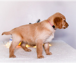 Small Photo #9 Golden Retriever Puppy For Sale in WAKARUSA, IN, USA