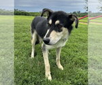 Small Photo #2 Siberian Husky-Unknown Mix Puppy For Sale in Evansville, IN, USA