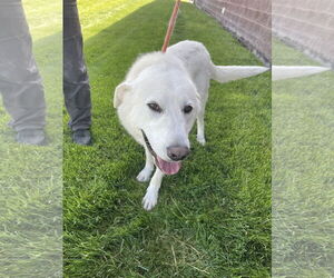 Savannah - Female Great Pyrenees Dog for Adoption - Photo #6