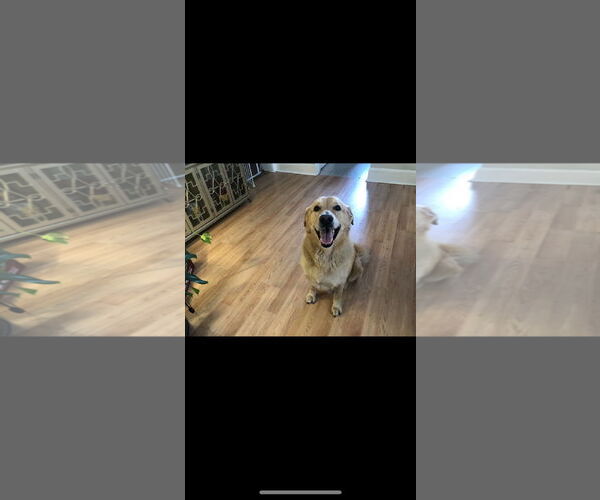 Medium Photo #2 Mutt Puppy For Sale in Cliffwood, NJ, USA