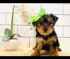 Yorkshire Terrier Puppy for sale in INDIANAPOLIS, IN, USA